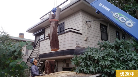 さいたま市 H邸　枝葉もかなり横に広がっており伸び放題です。