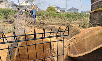伐採して木は、３トン車で山積み１０台は幹を市場へ運んだかな...