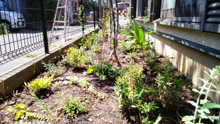 ハーブ苗が地面を覆い草が生えない手前要らずの庭になるような植栽です。