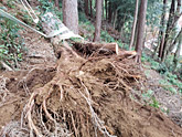 山の根株処理