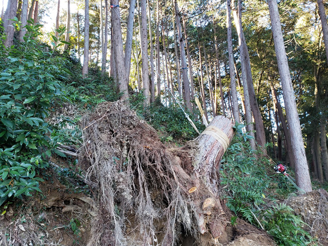 豪雨による根崩れの処理をしました。