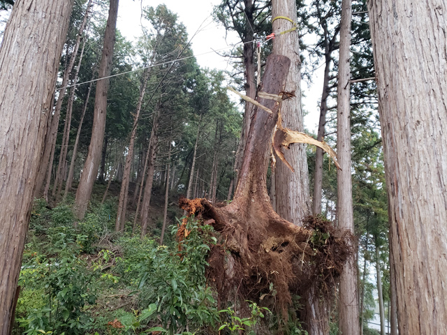 ワイヤーを張り切り株を移動させます。