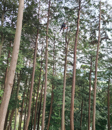画像だと分かりづらいけど、透かし剪定で山が爽やかに明るくなりました。