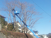 埼玉県日高市、高所作業車を使った高い木の剪定、手入れ作業
