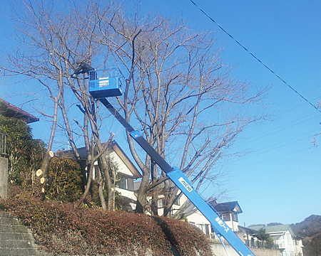 高木剪定例、高所作業車が入るような広い場所の剪定例です。