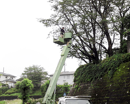 高木剪定例、クレーンでの高所作業なので枝きりや剪定は葉を整えすのが多少楽です。