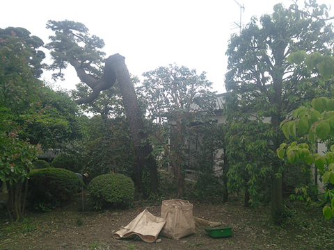 黒松高木剪定例、大切なお庭の松の木です。プロの植木屋、職人にお任せください。