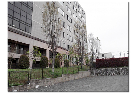 ケヤキ高木剪定例、高所の枝きり作業となりますが、１本、１本丁寧に手作業で刈り込んでいきます。