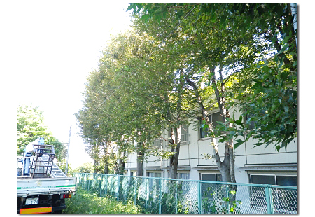 所沢市ケヤキ高木剪定例、本数が多いですが、高所作業車のクレーンを利用しての剪定作業をしました。