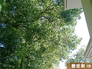 埼玉県飯能市 高木枝おろし剪定　施工前
