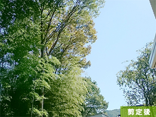 埼玉県飯能市 高木枝おろし剪定　施工後