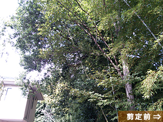 高木枝おろし剪定　施工前風景