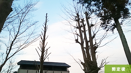 青梅市 銀杏　剪定作業中