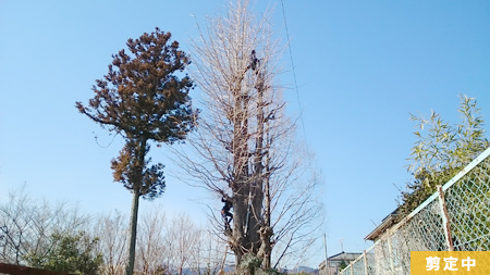 青梅市 銀杏　剪定作業後