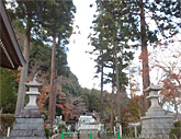 神社にある御神木の剪定