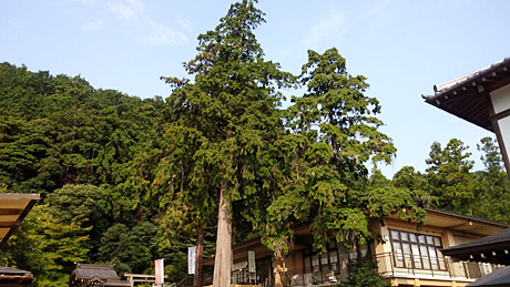 神社のご神木の剪定です。作業前