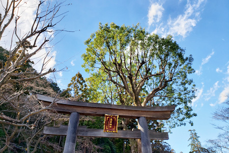 神社の入り口にある御神木のクスノキを剪定