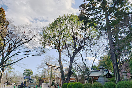 大切な御神木ですので、傷めないように丁寧に作業しました。