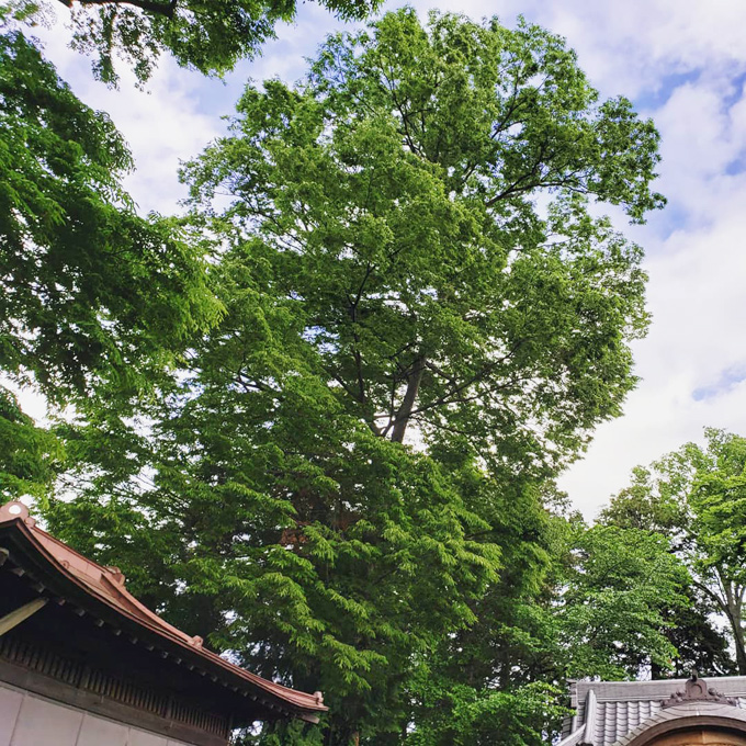 神社の大きいケヤキの木です。高木なので登りながら少しずつ透かし剪定していきます。