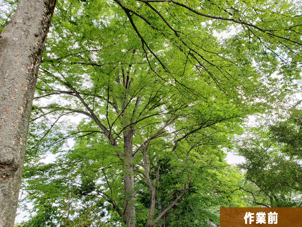 神社の全部で8本の高木の透かし剪定です。