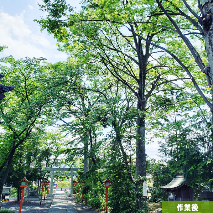 すかしたおかげで、適度に日射しが入り、日陰げから木陰になりました。透かし剪定の醍醐味ですね。
