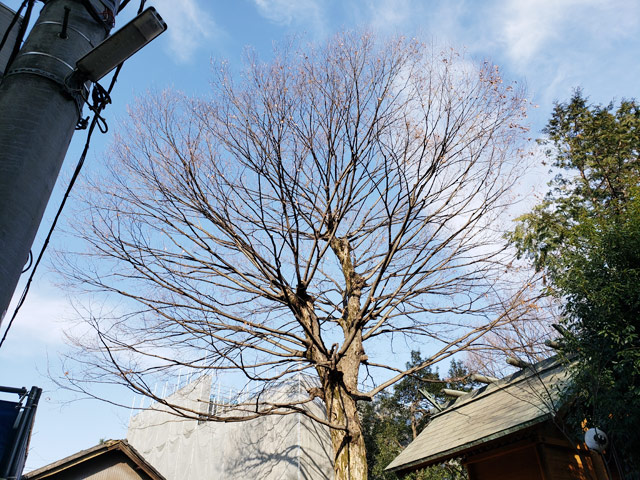 川越にある神社のケヤキを剪定です。