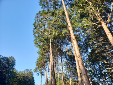 薄暗かった山道に日差しが入り明るくなりました。