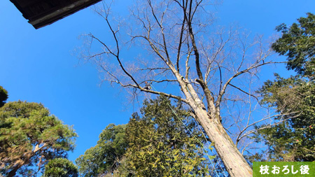 屋根にかかる　太い枝を取り、枯れ枝を取り除く剪定。